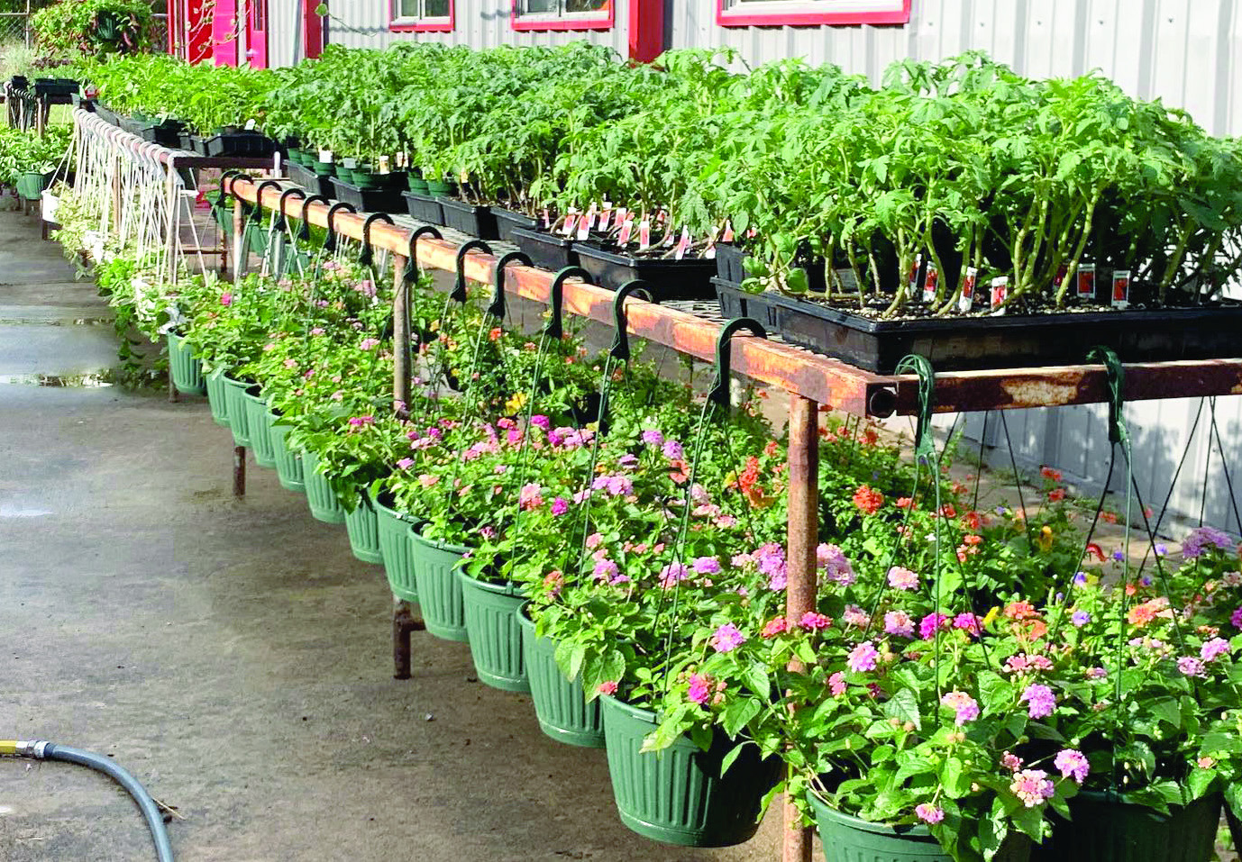 FFA plant sales underway
